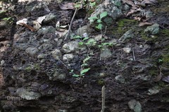 Pupalia lappacea